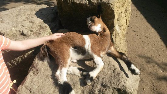Tierpark