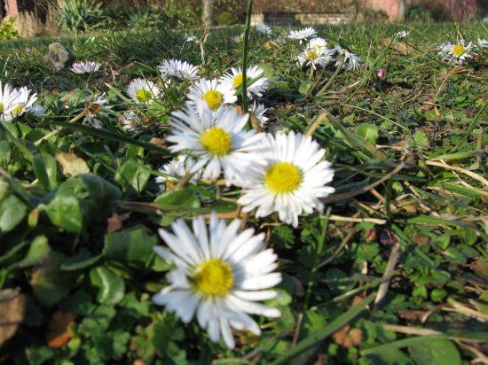 der Weiße Garten
